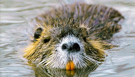 nutria2_502672_7